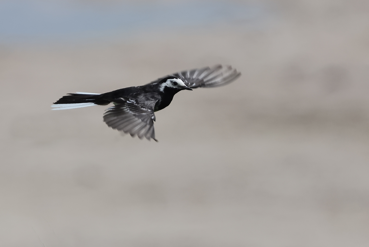 Pied Wagtail in flight.